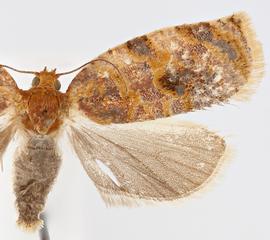 Female. © Jason J. Dombroskie. Image used with permission.
 